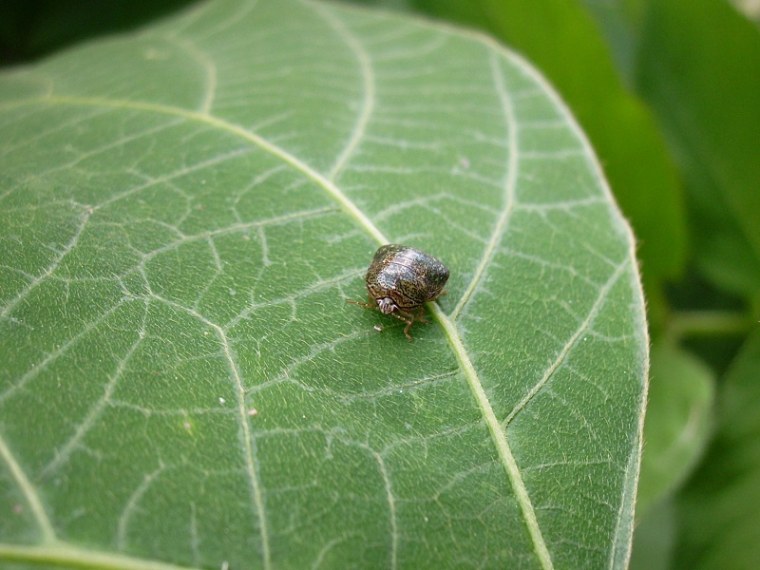 The voracious kudzu bug is now seen as a threat to the nation's soybean crops..