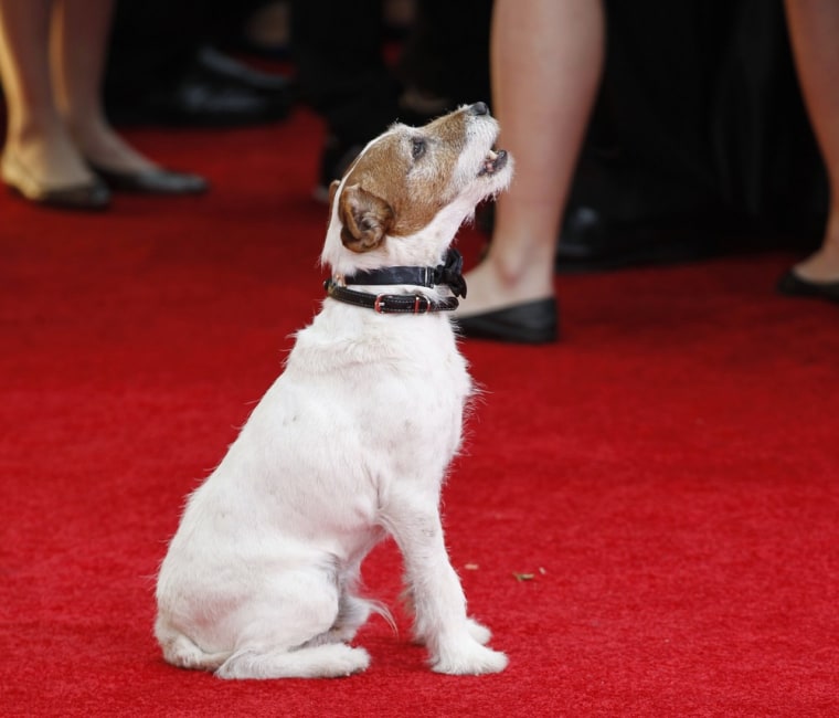 The dog Uggie, featured in the film \"The Artist.\"
