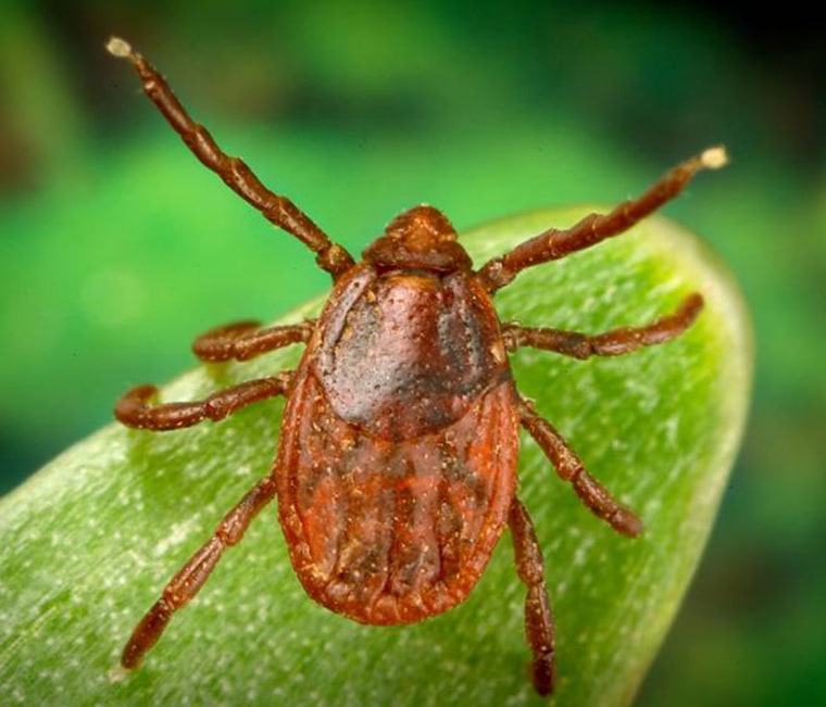 This little critter, a common brown dog tick, is looking for a snack. Don't let it be you!
