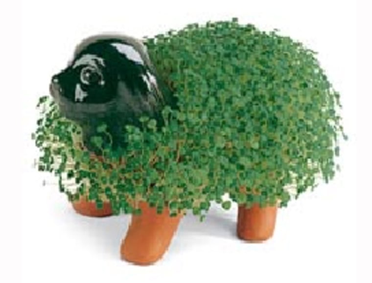 Mmmm, chia pets.