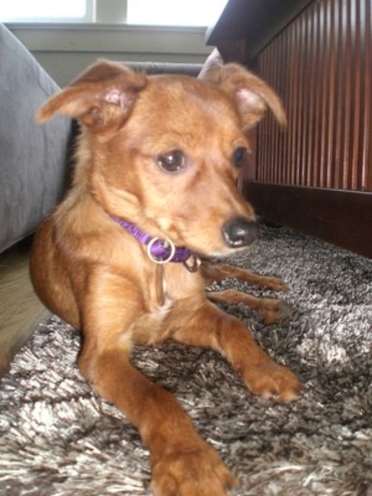 Twiggy is an adorable 7-month-old Chihuahua mix who weighs about 6 lbs.