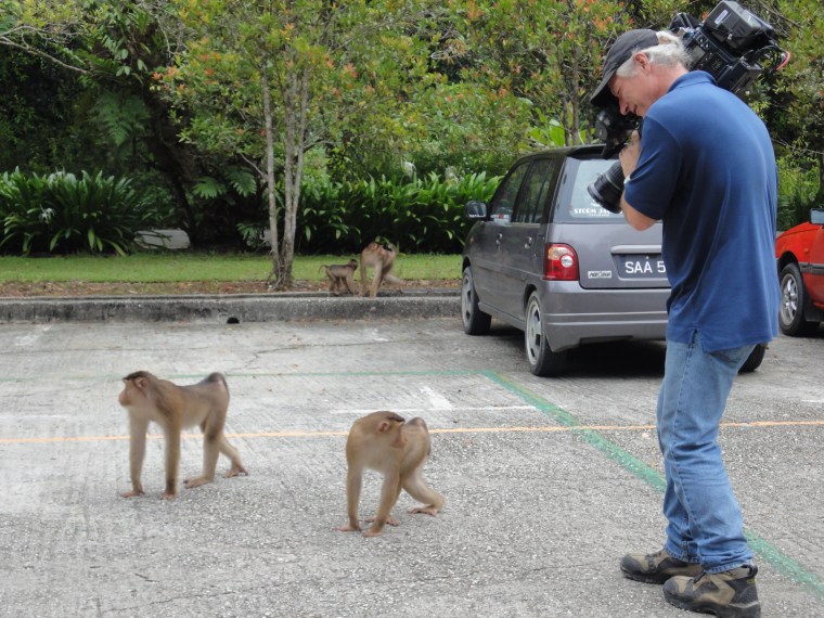Cameraman Man Kyle Eppler has a close encounter with some macaque monkeys in a parking lot.