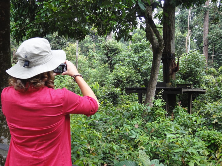 Weekend TODAY anchor Amy Robach photographs an orangutan at the Sepilok Orangutan Rehabilitation Center in Borneo.