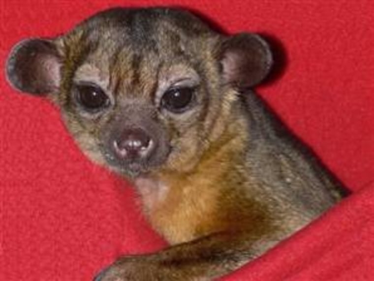 Mynah the kinkajou sits in a fleece sleep sack.