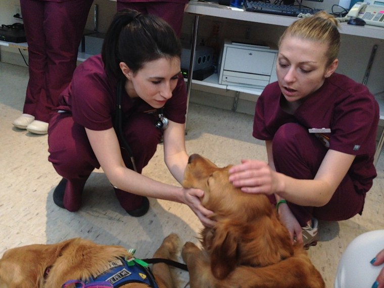 Image: Hospital workers with comfort dogs in Boston