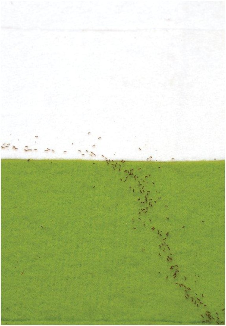 Ants follow an indirect path across a surface of smooth felt (white) and rough felt (green), in order to reach their destination in the fastest time.