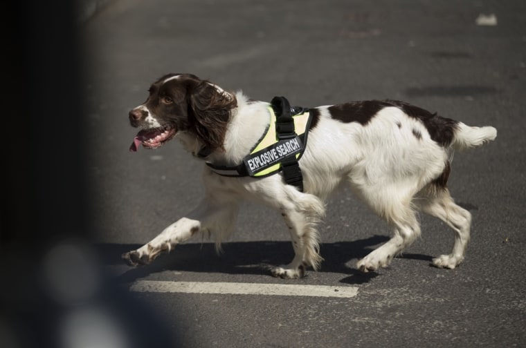 Lulu, a member of a British police explosive dog search team, patrols during the London Marathon on Sunday.