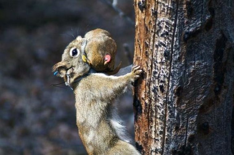 When the forests are crowded, pregnant squirrels boost their stress hormone levels and have faster-growing offspring.