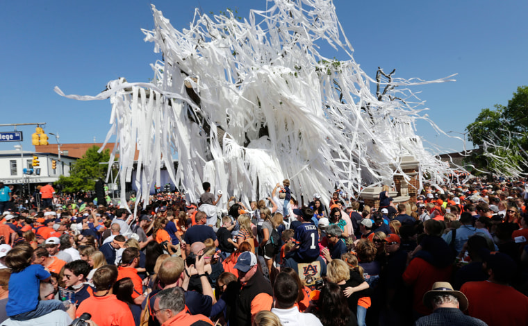 Fans roll the poisoned oak trees at Toomer's Corner one final time following Auburn's A-Day spring NCAA college football game at Jordan-Hare Stadium in Auburn, Ala., on April 20, 2013. The tradition of