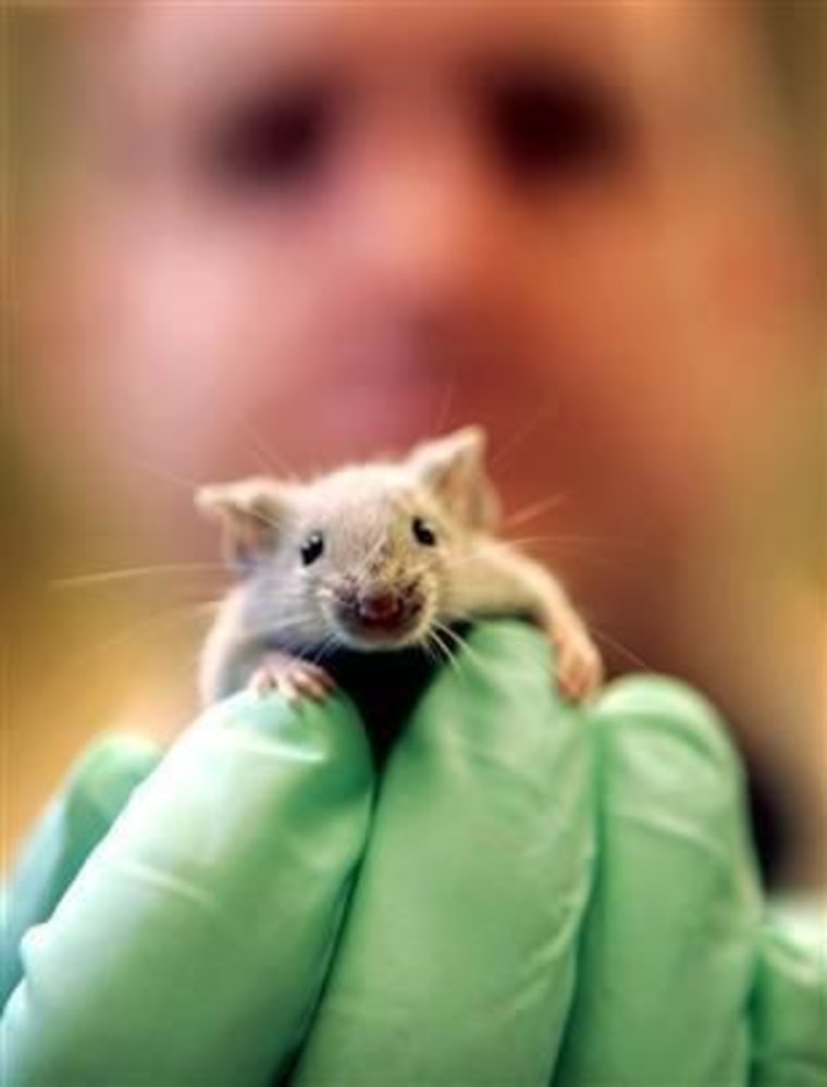 A laboratory mouse climbs on the gloved hand of a technician at the Jackson Laboratory in Bar Harbor, Maine. The lab ships more than 2 million mice a year to qualified researchers.