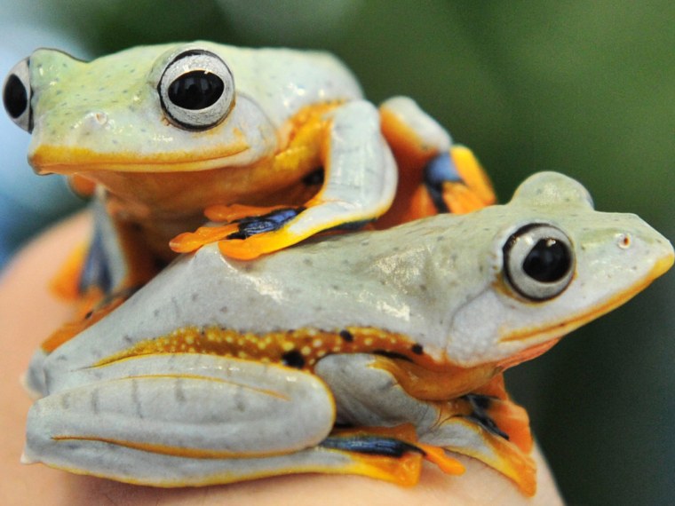 Green flying frogs