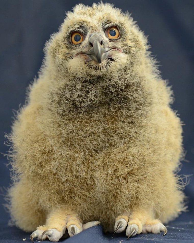 National Aviary
Say hello to our baby Eurasian eagle-owl! oh - and it's a GIRL!

She was born on March 13th to X and Dumbledore and weighed 49.5 grams...
