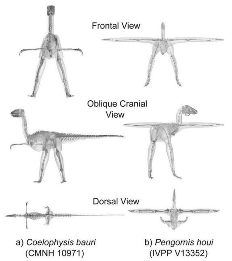 Scientists looked at the bird family by analyzing 3-D computer models of 17 archosaurs spanning about 250 million years of evolution. Here, the digitized fossil skeletons and CT scan data from a basal dinosaur (a) and a basal bird (b) in different views, revealing how body proportions evolved.