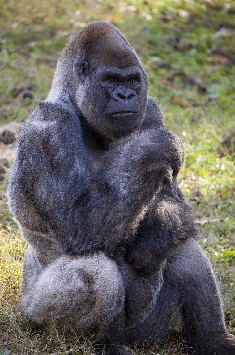 Oldest gorilla turns 52.