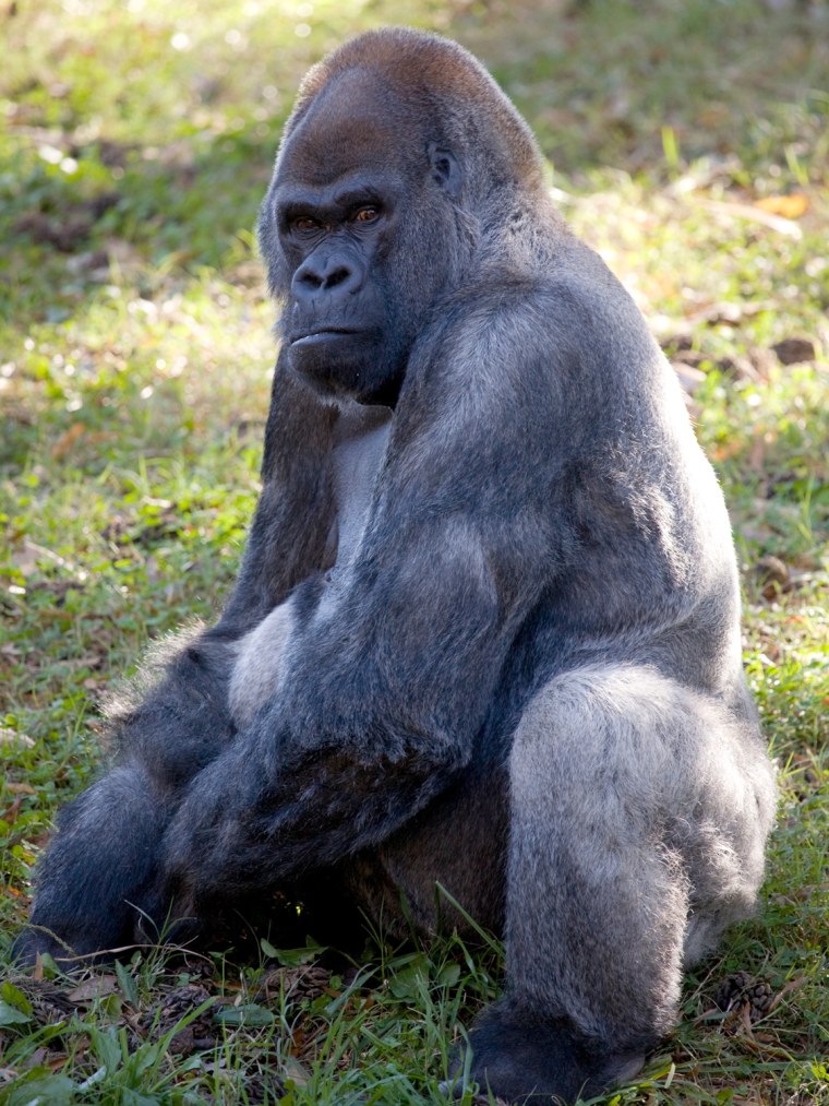 Oldest gorilla turns 52.