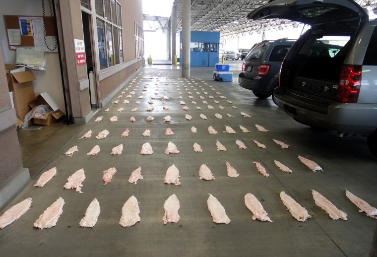This March 2013 image provided by the US Attorney's Office shows Totoaba bladders displayed at a US border crossing in downtown Calexico, Mexico. Seven people have been charged in a scheme to sell the bladders of an endangered Mexican fish considered a delicacy for use in Chinese soup, US prosecutors said Wednesday.