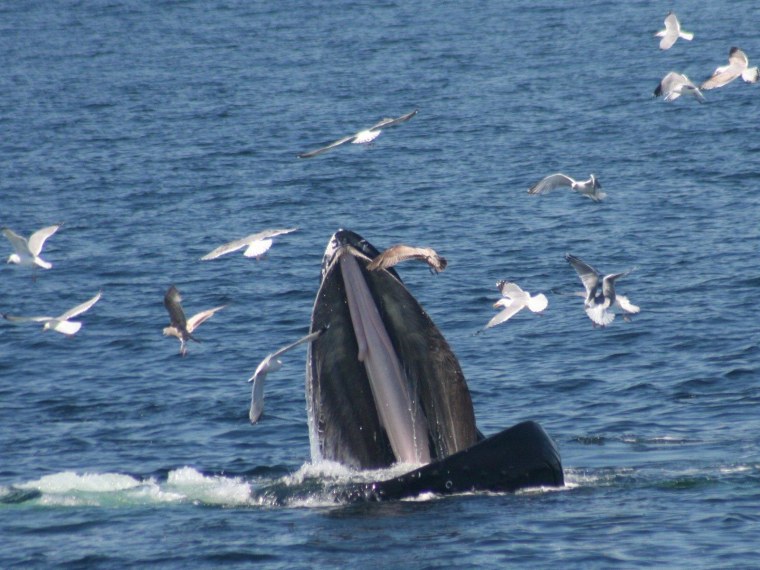 Lunch time for a humpback whale.