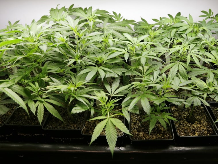Officials in Washington and Colorado are struggling to come up with new health and safety rules to cover new markets after those states legalized recreational marijuana use.