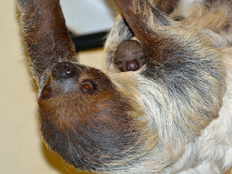 Newborns sloths use their mother for the first half year as a hammock and cling to her belly fur.