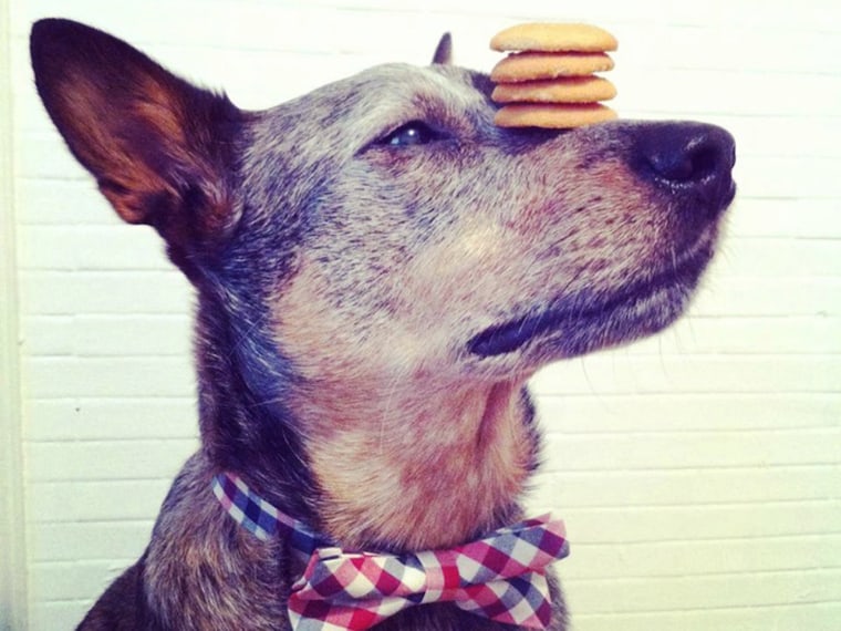 Jack, an Australian cattle dog from San Francisco, has drawn notice for being able to balance an array of household items on his head, whether it's cookies, a soup can, a soccer ball or books.