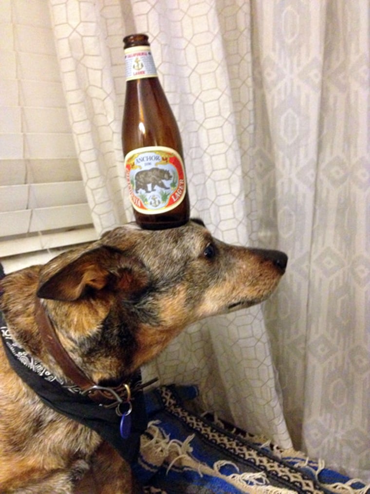 Jack, who is three years old, was adopted as a puppy and quickly showed his owners his ability to balance household items like this beer bottle.