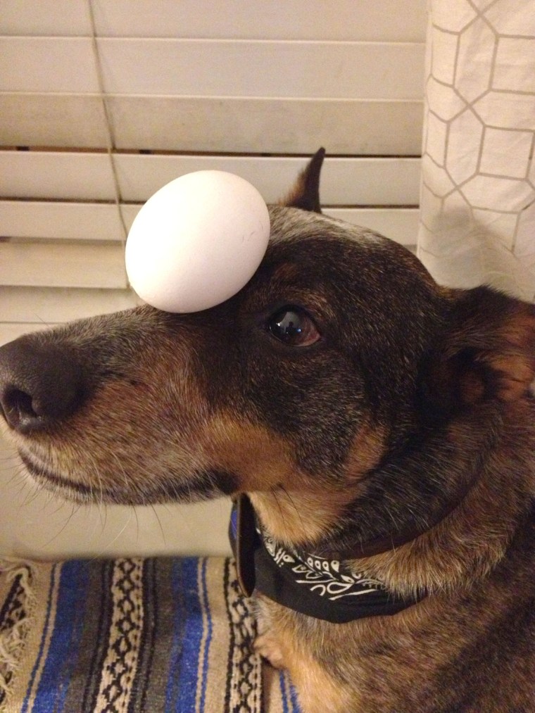 You can put an egg on Jack's head and not have to worry about it falling and cracking.
