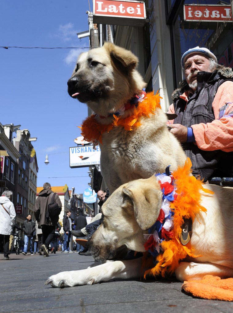 epa03681183 Two dogs wear 'Oranje' (orange) items in an Amsterdam street in anticipation of the upcoming investiture of the country's new King, in Ams...