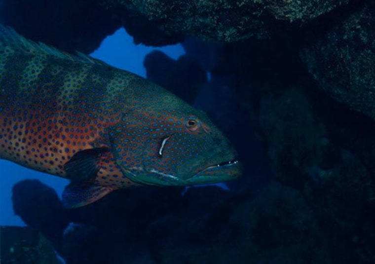 The Red Sea roving coral grouper (Plectropomus pessuliferus marisburi), which researchers say can use