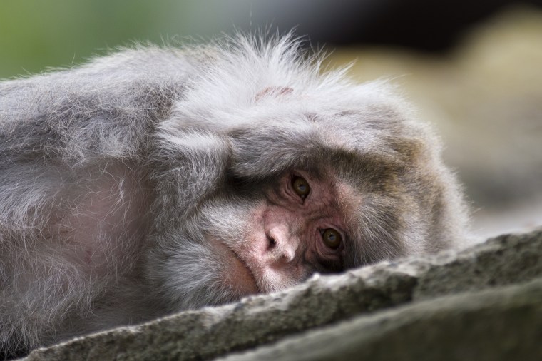 Cruel Experiments on Monkeys Should Stop at Harvard Medical School