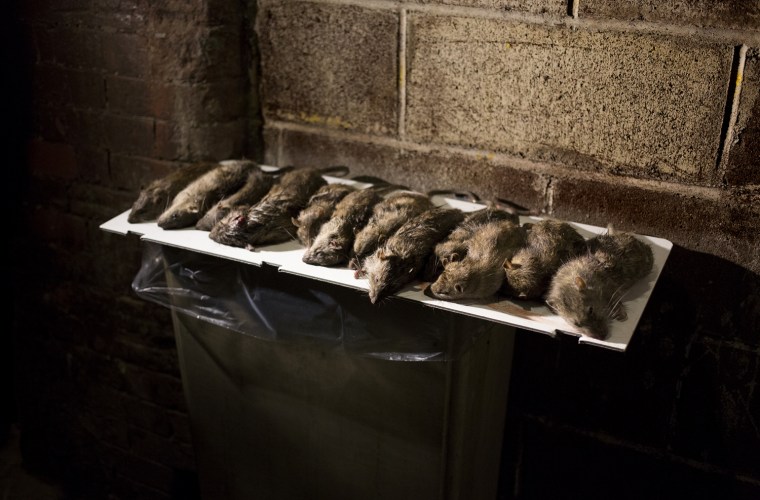 I smell a rat New York City dogs hunt hated rodents