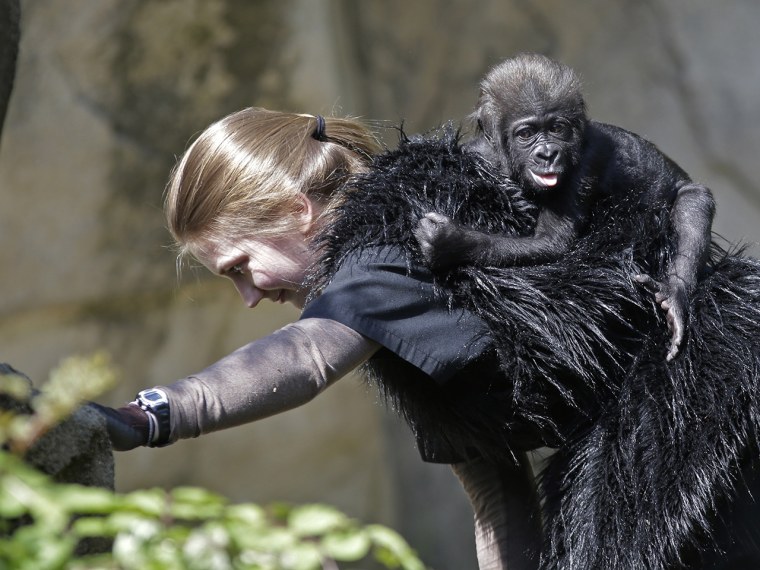 Ashley Chance carries a three-month-old western lowland gorilla named Gladys in the outdoor gorilla exhibit at the Cincinnati Zoo for her first time T...