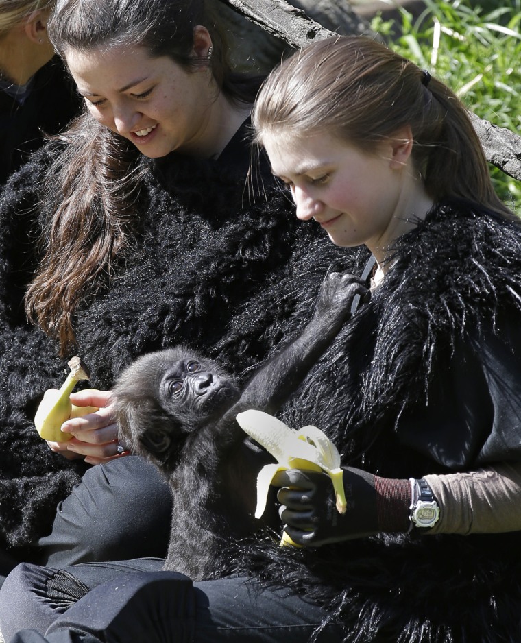 Ashley Chance holds a banana for a three-month-old Western Lowland gorilla named Gladys in the outdoor gorilla exhibit, Tuesday, April 30, 2013, in Ci...