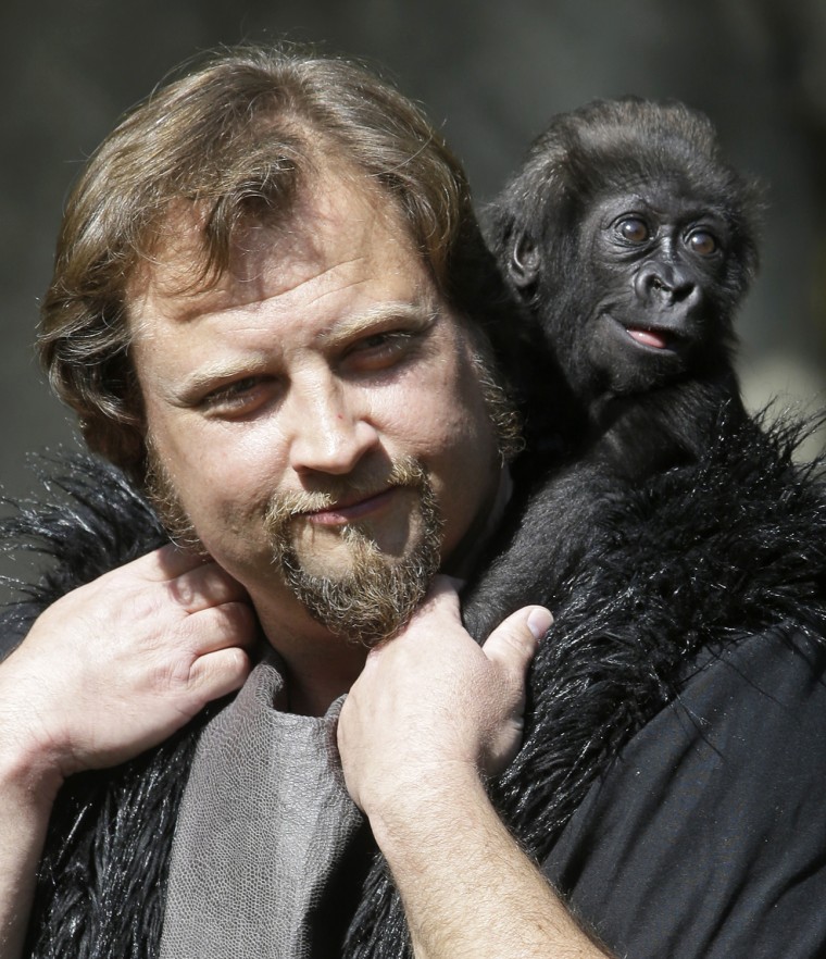 Silverback and primate center team leader Ron Evans carries a three-month-old western wowland gorilla named Gladys into the outdoor gorilla exhibit fo...