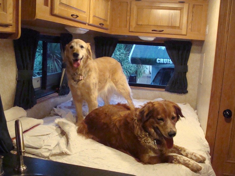 Image: Dogs in RV