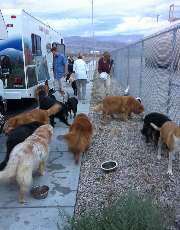 Image: Feeding time for dogs on the road trip.