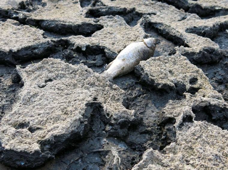 A dead fish lies on the cracked ground of a dried reservoir near the Chinese city of Chongqing.
