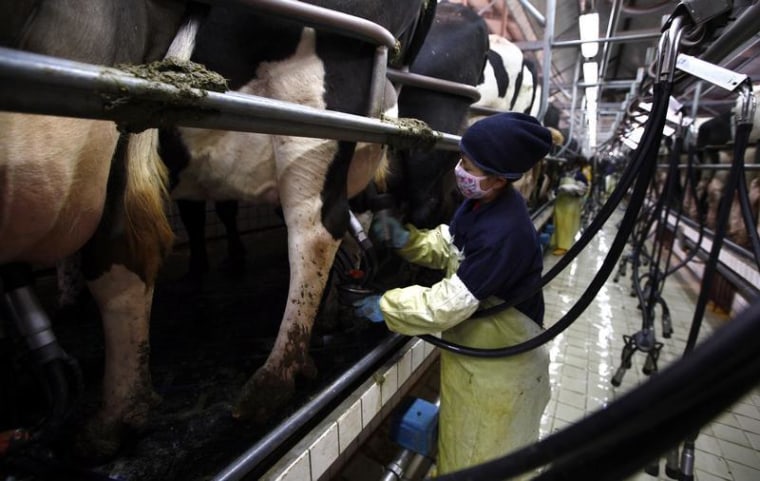 A milking shed at a Chinese farm managed by New Zealand dairy giant Fonterra.