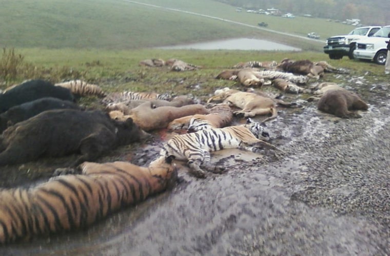 In this photo obtained by the Associated Press, carcasses lay on the ground at the Muskingum County Animal Farm on Oct. 19, 2011, in Zanesville, Ohio. Sheriff's deputies shot 48 animals, including 18 rare Bengal tigers and 17 lions, after Terry Thompson, owner of the private Muskingum County Animal Farm near Zanesville, threw their cages open and then committed suicide.