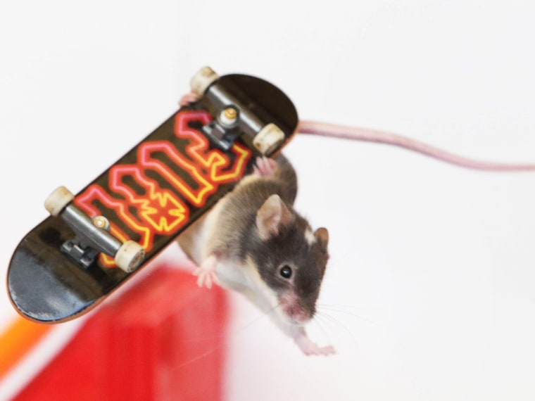 Mice on skateboards