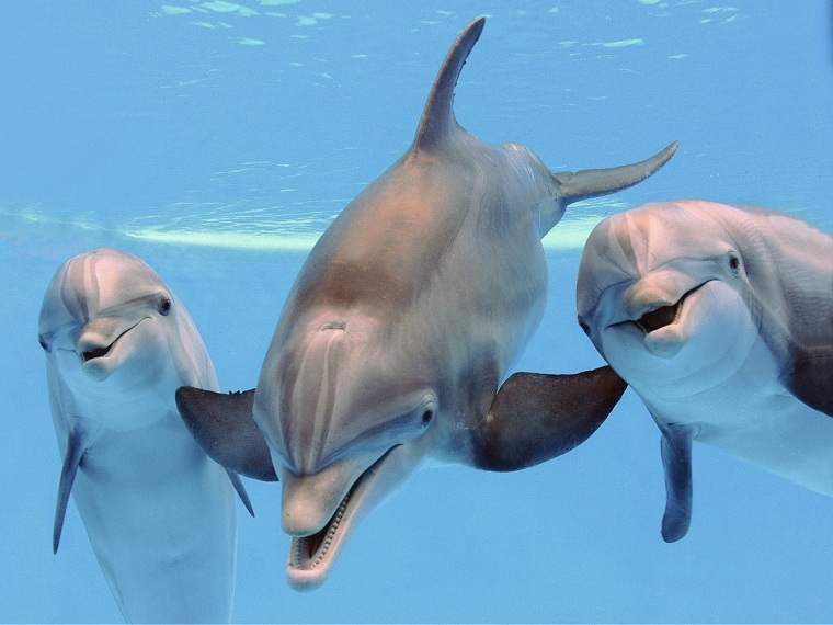Image: Bottlenose dolphins