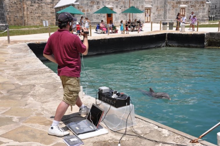 Jason Bruck records Caliban, a 19-year-old bottlenose at Dolphin Quest Bermuda.