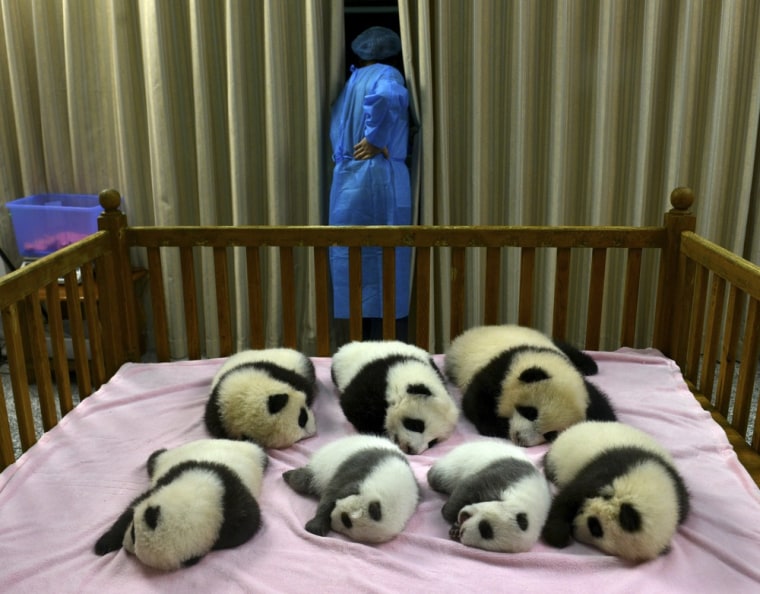 Image: In this Tuesday, Oct. 30, 2012 photo, a researcher stands near seven panda cubs, all born in 2012, at the Chengdu Panda Base in Chengdu, in southweste...