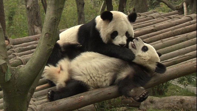 Are giant pandas worth saving?
Kate Snow traveled to China's Chengdu Research Base of Giant Panda Breeding to talk to researchers.
Pandas rock center ...