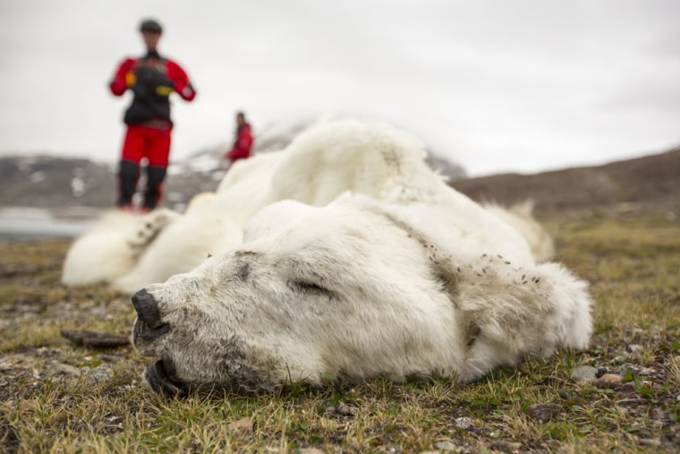 The bear is thought to have been heading north in a desperate search for sea ice that would allow it to hunt for seals. Scientists believe the Arctic could be essentially free of sea ice in September by 2054.