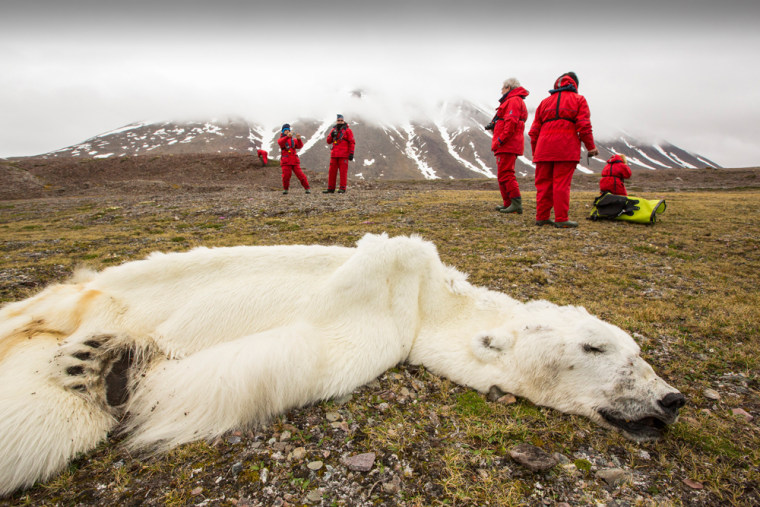 The male polar bear seemed healthy when he was seen in April on the Arctic island of Svalbard, but had starved to death by July.