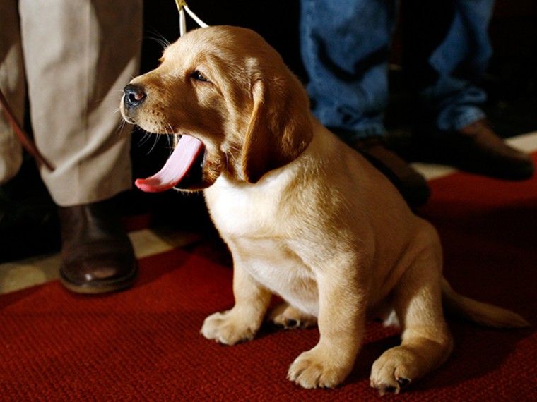 A golden retriever puppy yawns during the American Kennel Club's most popular purebred dog in America news conference in New York in 2009.