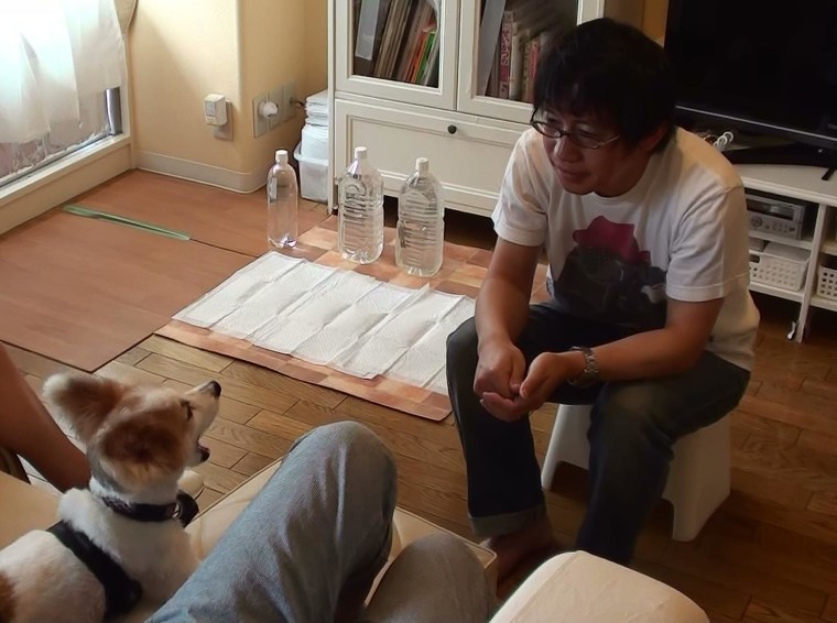 Good dog! Ten-chan, a 9-year-old, yawns moments after he watches his owner yawn.