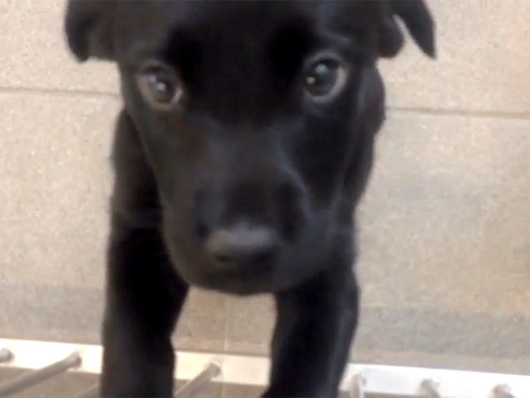 Cute puppies at guide dog training center