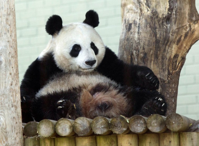Tian Tian at the Edinburgh Zoo in April