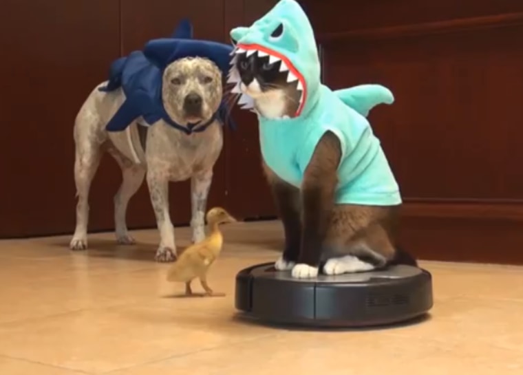 Cat shop shark outfit